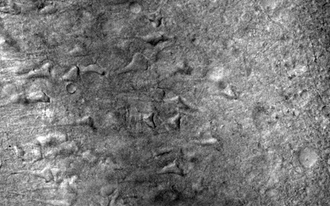 Vibratome Cortex Slice